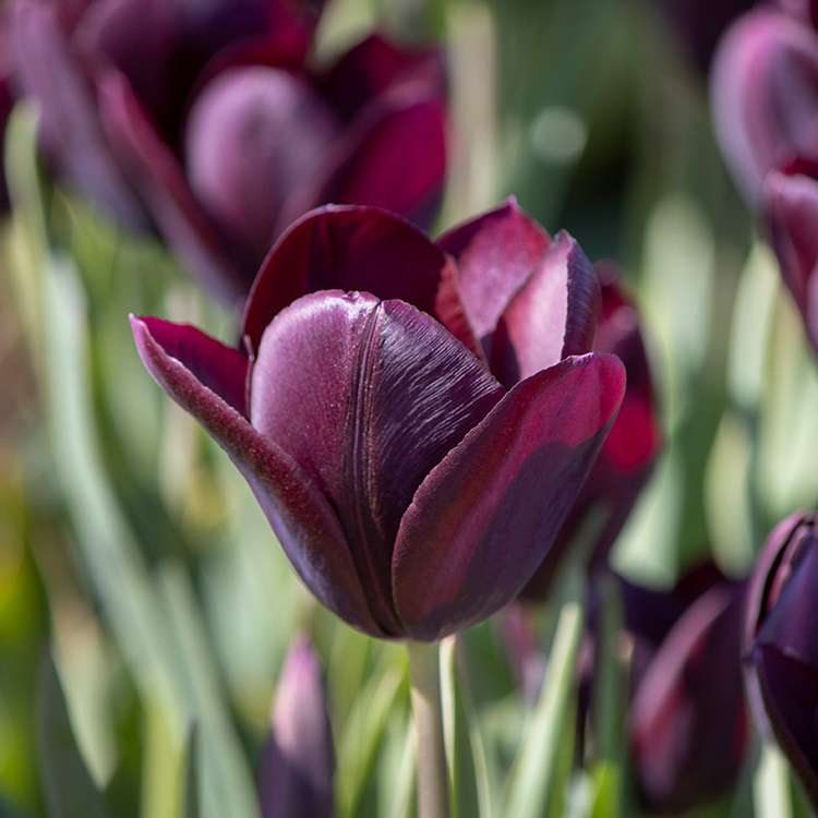 Tulpan 'Eduard Pelger'